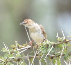 Cisticola brachypterus