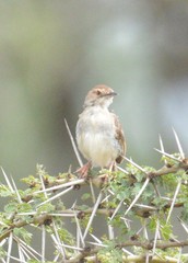 Cisticola brachypterus