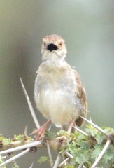 Cisticola brachypterus