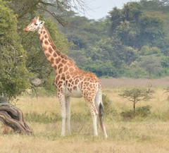 Giraffa camelopardalis rothschildi