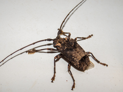 Polyrhaphis spinipennis