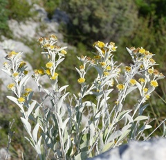 Pentanema verbascifolium