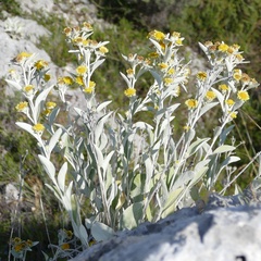 Pentanema verbascifolium