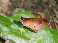 Synapte pecta