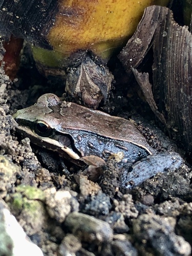 Caribbean White-lipped Frog, Leptodactylus albilabris