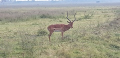 Aepyceros melampus