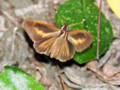 Synapte pecta