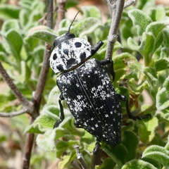 Capnodis cariosa