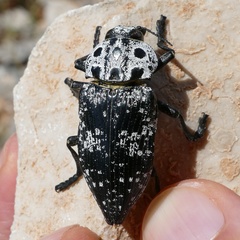 Capnodis cariosa