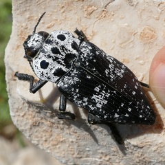Capnodis cariosa