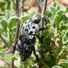 Capnodis cariosa
