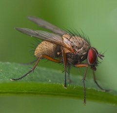 Helina impuncta