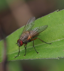 Helina impuncta
