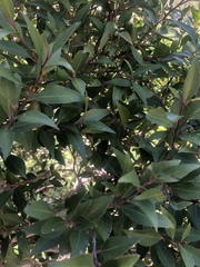 Maytenus acuminata