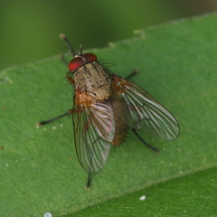 Helina impuncta