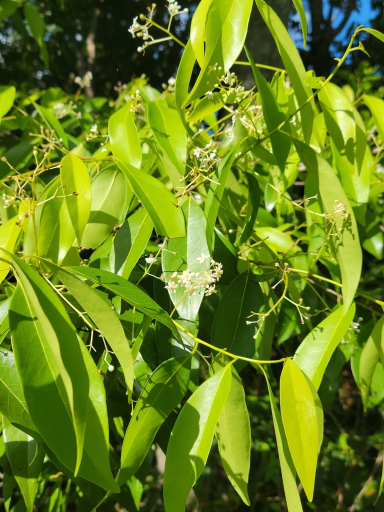 Damburneya coriacea (Damburneya coriacea)