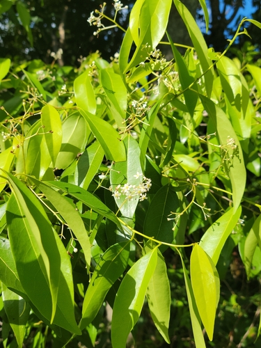 Damburneya coriacea (Damburneya coriacea)