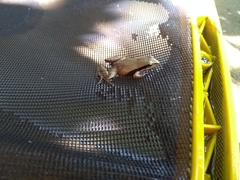 Physalaemus gracilis