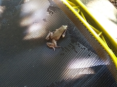 Physalaemus gracilis