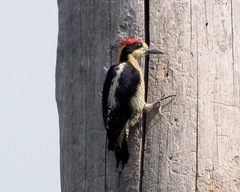 Melanerpes pulcher