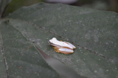 Dendropsophus rhodopeplus
