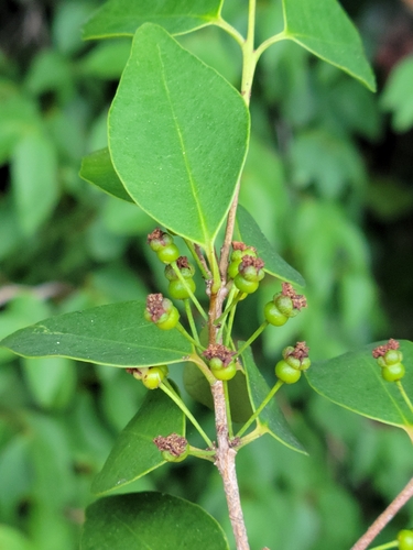 Red stopper (Eugenia rhombea)
