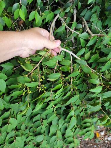 Image of Eugenia rhombea by (c) Jay Horn, some rights reserved (CC BY)