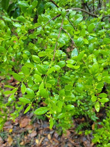Image of Crossopetalum rhacoma by (c) Jay Horn, some rights reserved (CC BY)