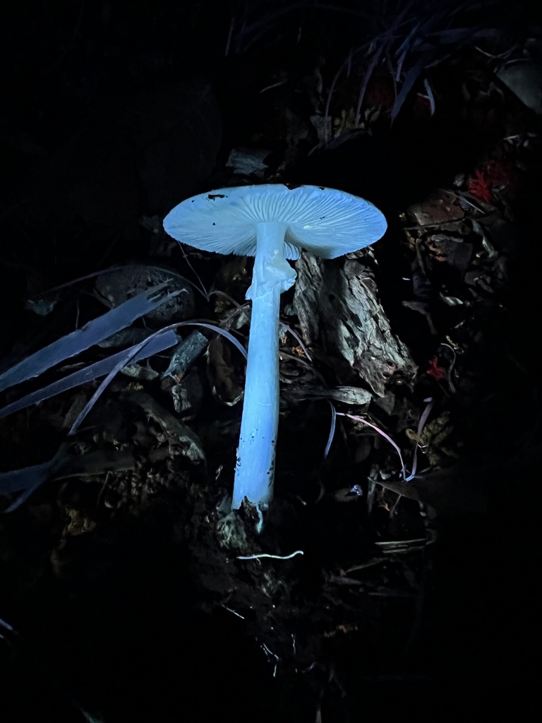 amanita mushrooms from Albert Johnson Rd, Nashville, IN, US on July 3