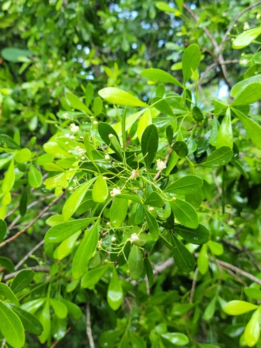 Image of Hypelate trifoliata by (c) Jay Horn, some rights reserved (CC BY)