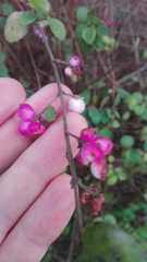 Symphoricarpos doorenbosii