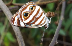 Dynamine postverta postverta