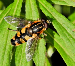 Helophilus obscurus
