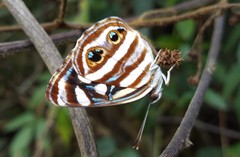 Dynamine postverta postverta