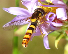 Sphaerophoria philanthus