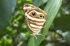 Dynamine postverta postverta