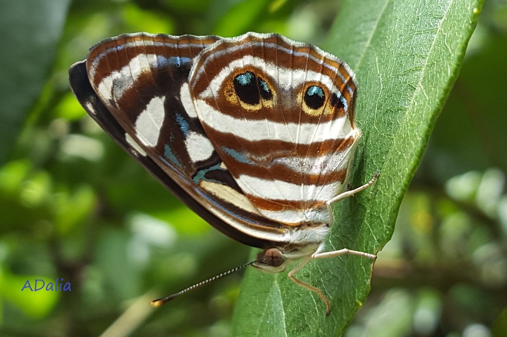 Dynamine postverta