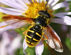 Sericomyia chrysotoxoides image
