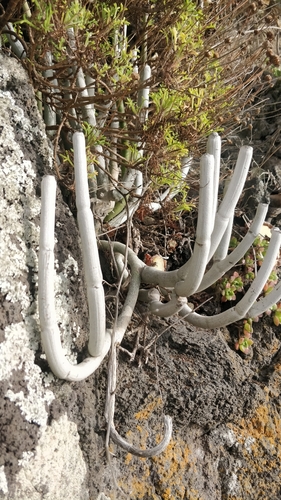 Ceropegia dichotoma