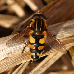 Helophilus obscurus