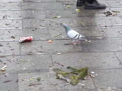 Columba livia domestica