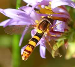 Sphaerophoria philanthus