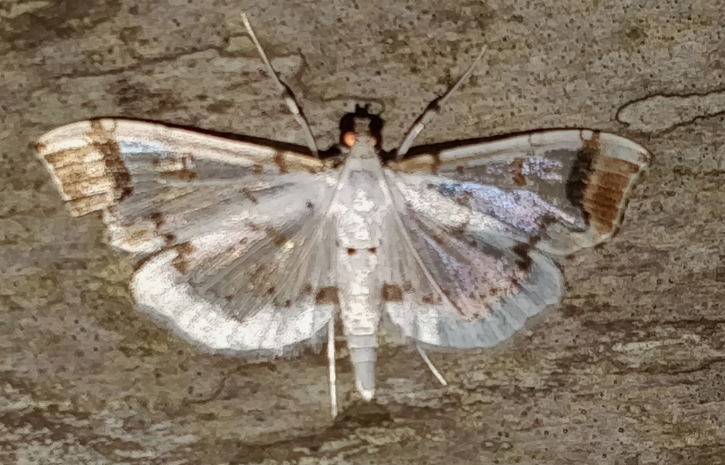 Pycnarmon leucinodalis