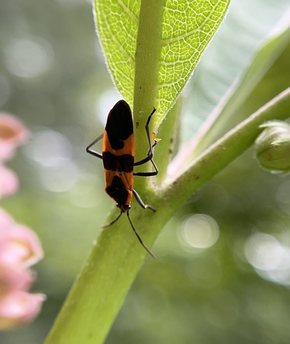 Large Milkweed Bug photographed in North Carolina