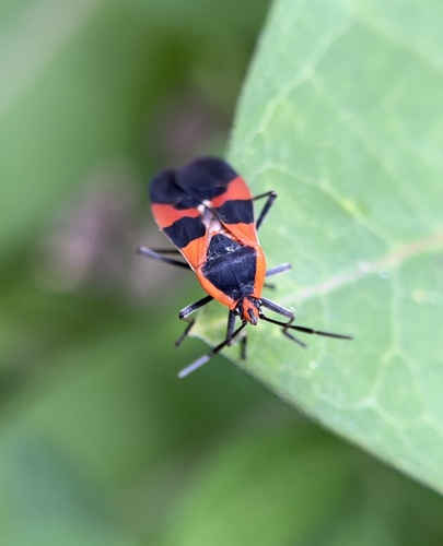 Large Milkweed Bug photographed in North Carolina