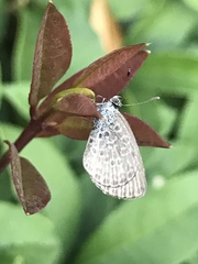 Pseudozizeeria maha okinawana