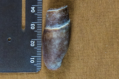 Atrimitra idae