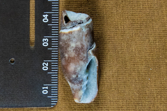 Atrimitra idae
