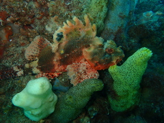 Scorpaena sumptuosa