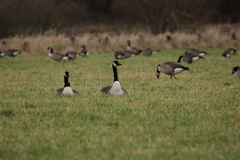 Branta canadensis